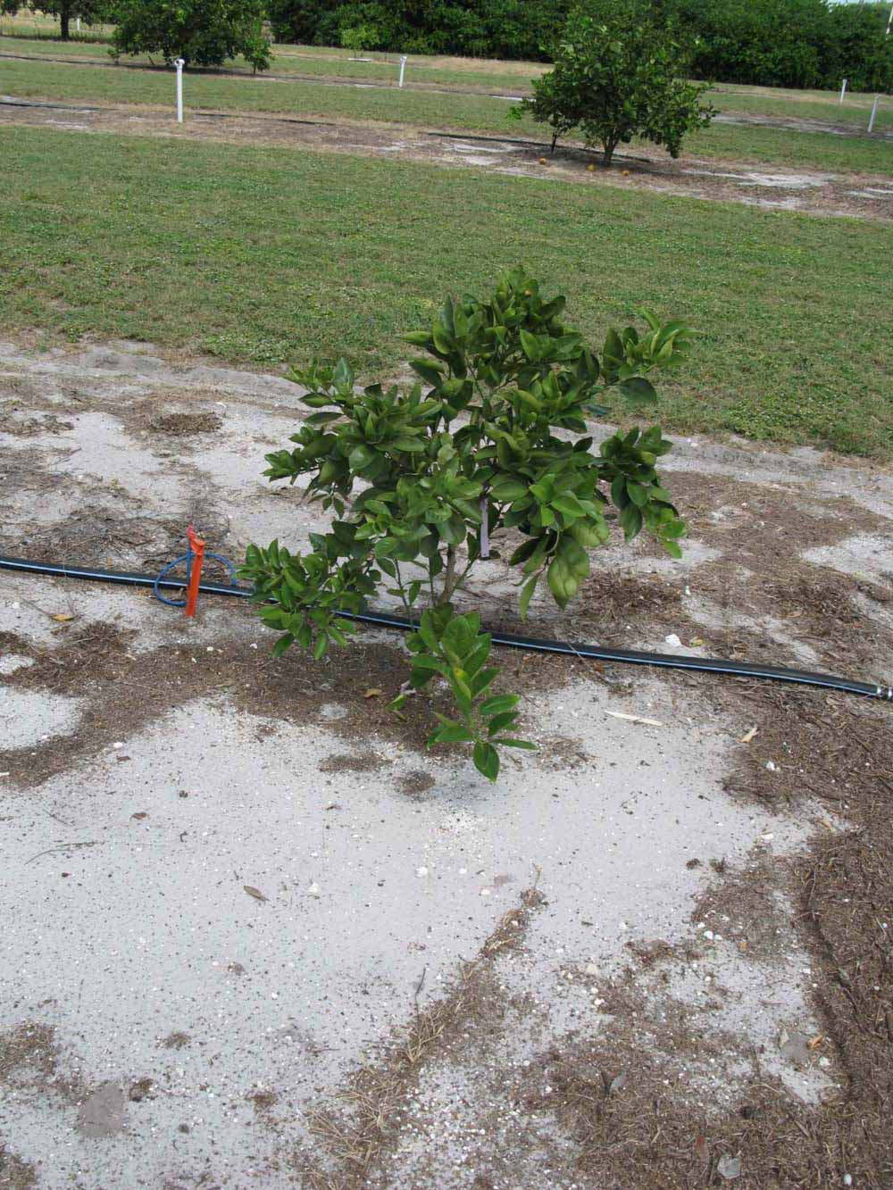            Habit (Winter Haven, FL)   